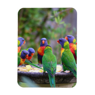 Imán Coloridos loros arcoiris comiendo