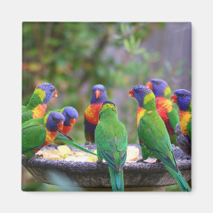 Imán Coloridos loros arcoiris comiendo