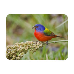 Imán Colorín (Passerian ciris) macho alimentándose