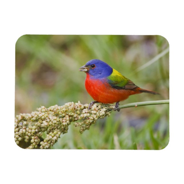 Imán Colorín (Passerian ciris) macho alimentándose (Horizontal)