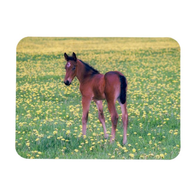 Imán Colt en el campo de Dandelion (Horizontal)