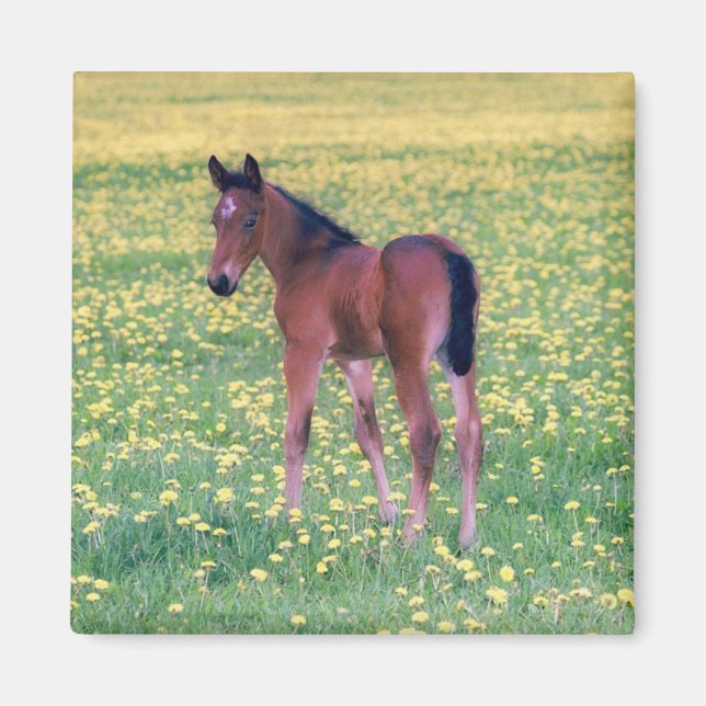 Imán Colt en el campo de Dandelion (Frente)
