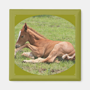 Imán Colt neonatal
