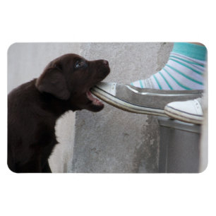 Imán ¡Coma Mi Zapato! Labrador Puppy
