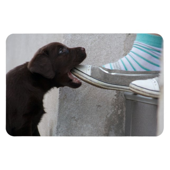 Imán ¡Coma Mi Zapato! Labrador Puppy (Horizontal)