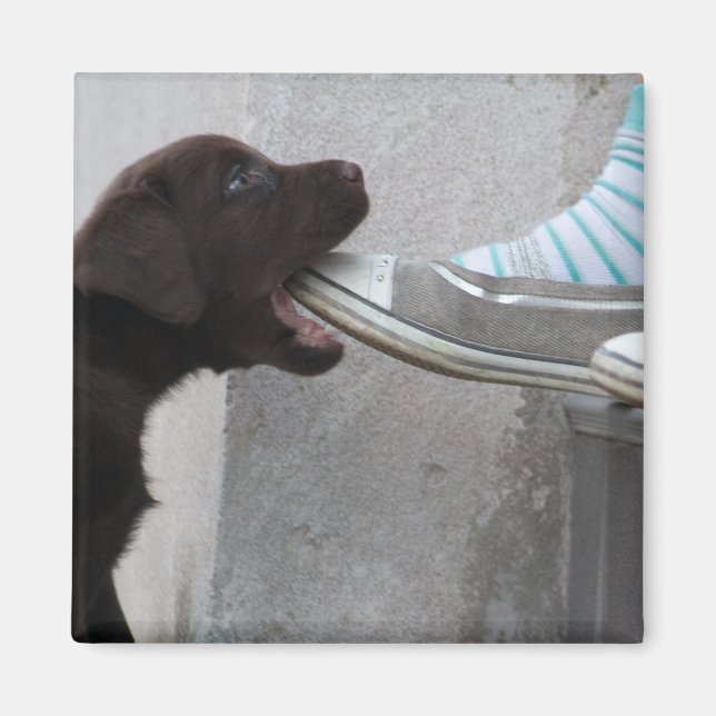 Imán ¡Coma Mi Zapato! Labrador Puppy (Frente)