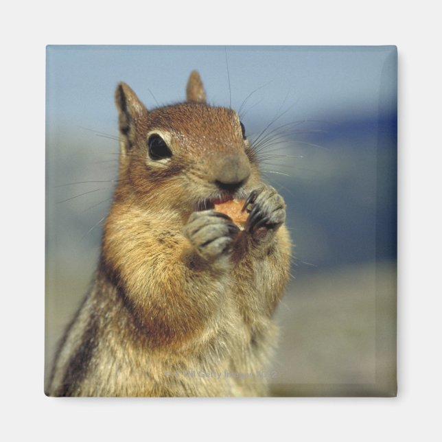 Imán Comer ardillas (Frente)