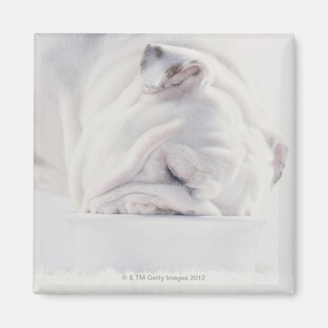 Imán Comer bulldog (Frente)