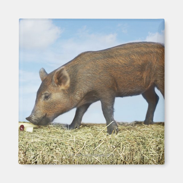 Imán Comer con lechones (Frente)