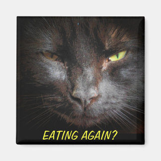 Imán ¿Comer De Nuevo? Fridgerator Diet Cat Meme