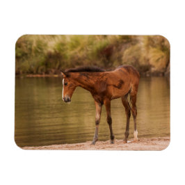 Imán Comer en el río
