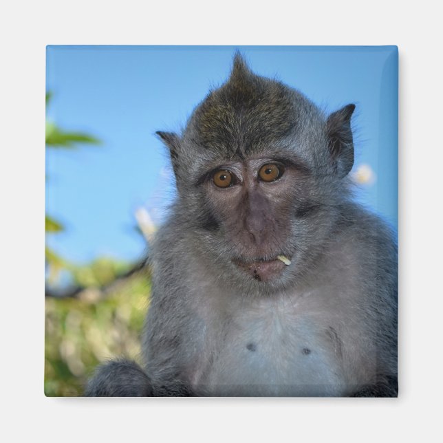 Imán Comer monos (Frente)