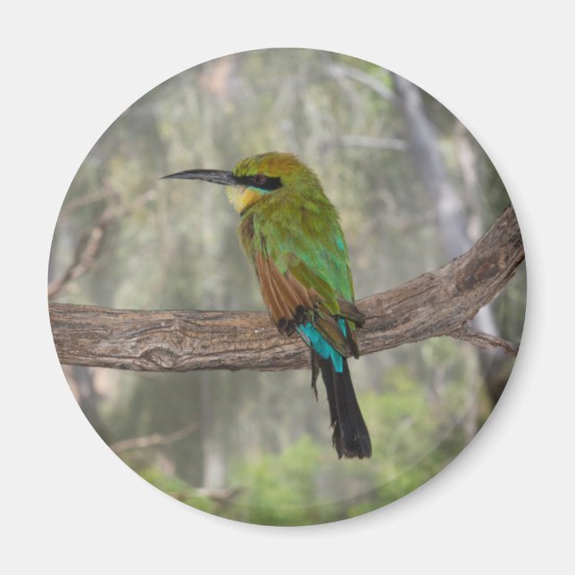 Imán Cometa bee-eater pájaro, Australia (Frente)
