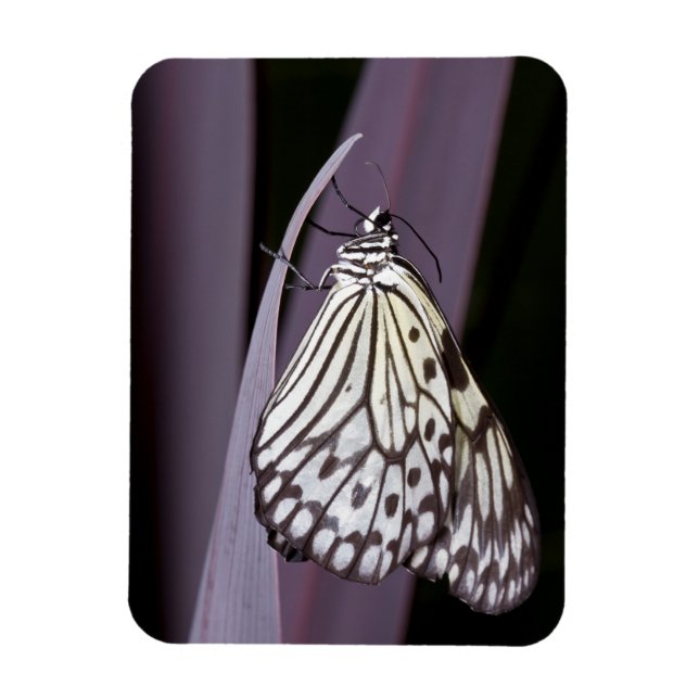 Imán Cometa de papel en la hoja de Agave púrpura (Vertical)