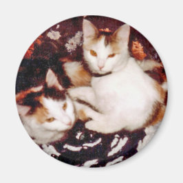 Imán Comfy Cats Magnet