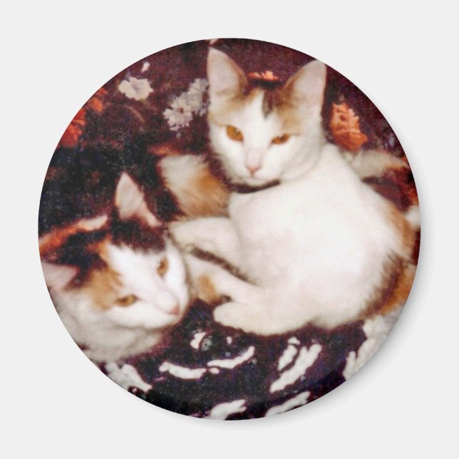 Imán Comfy Cats Magnet (Frente)