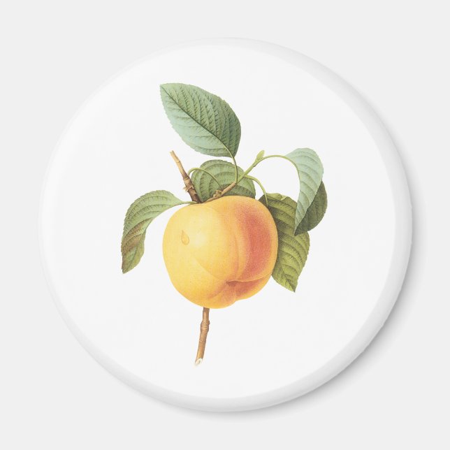 Imán Comida de fruta de época, Calville Apple de Redout (Frente)