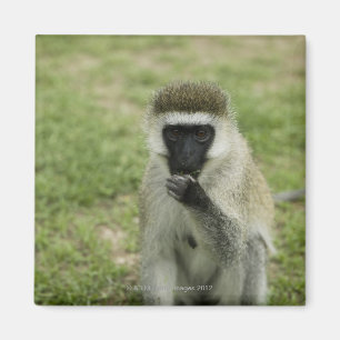 Imán Comida de monos con vervet, África