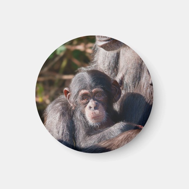 Imán Comienzos suaves: amor de chimpancé (Frente)