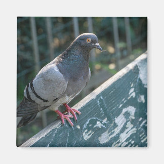 Imán Common Pigeon Perched on a Wooden Bench in the Par