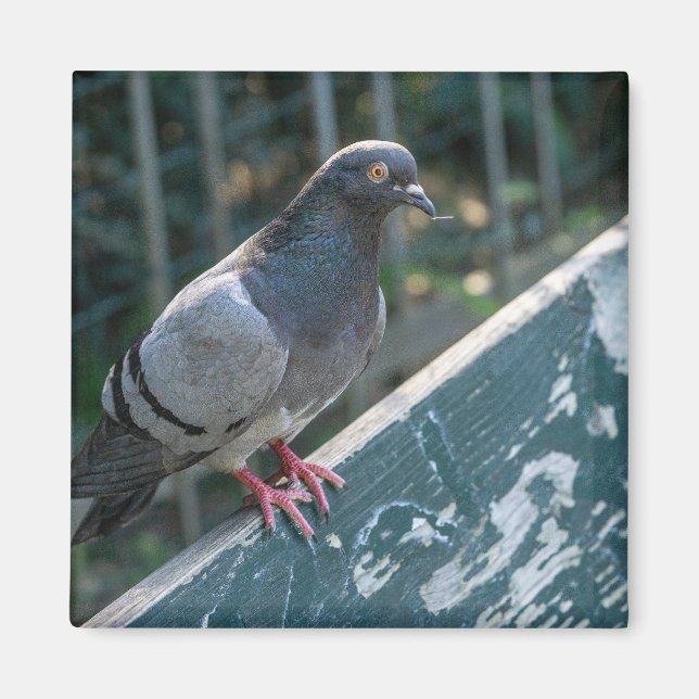 Imán Common Pigeon Perched on a Wooden Bench in the Par (Frente)