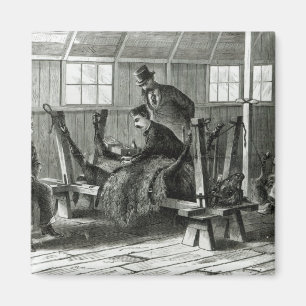 Imán Cómo tomar el virus de la pantorrilla