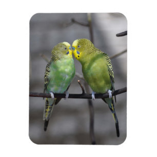 Imán Comodamente pares de Budgies
