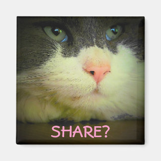 Imán ¿Compartir con gatitos?
