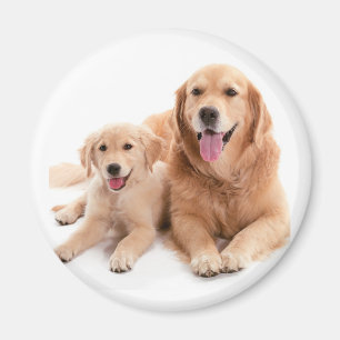Imán Compinches del golden retriever