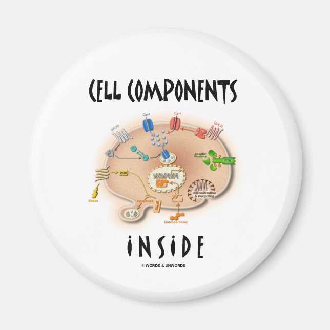 Imán Componentes de celda dentro (Frente)