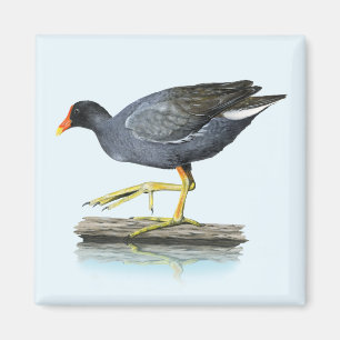 Imán común de Gallinule (polla de agua)