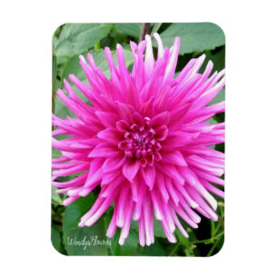 Imán con dahlia cactus rosada con puntas blancas