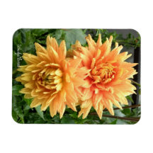 Imán con dahlias naranjas con gotas de lluvia