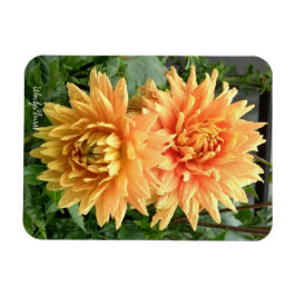 Imán con dahlias naranjas con gotas de lluvia