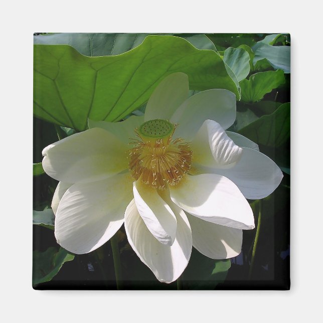 Imán con delicada flor blanco Lotus (Frente)