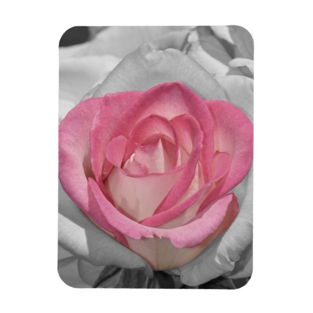 Imán con estampa de rosa vintage rosa (Vertical)