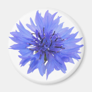 Imán con flor de maíz azul silvestre