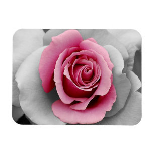 Imán con hermosa estampa de rosa rosa