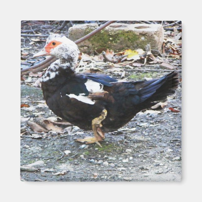 Imán con pato (Frente)