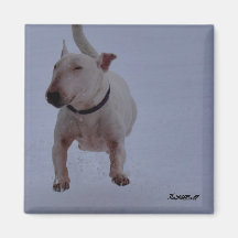 imán con toro terrier en la nieve