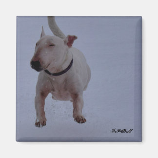 imán con toro terrier en la nieve