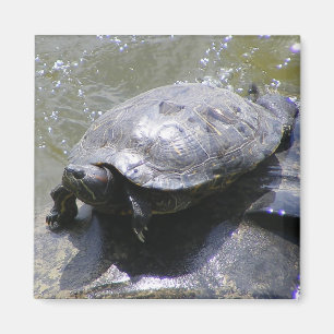 Imán con tortuga