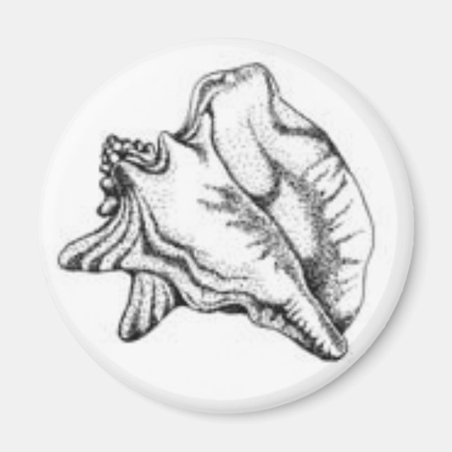 Imán Conch Shell (Frente)