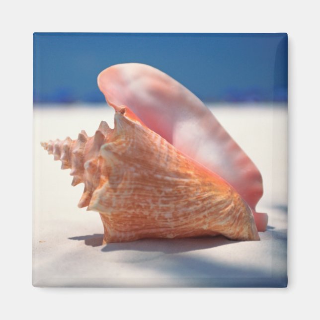 Imán Conch Shell En La Playa 2 (Frente)