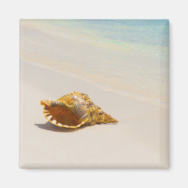 Imán Conch Shell En La Playa 3 (Frente)