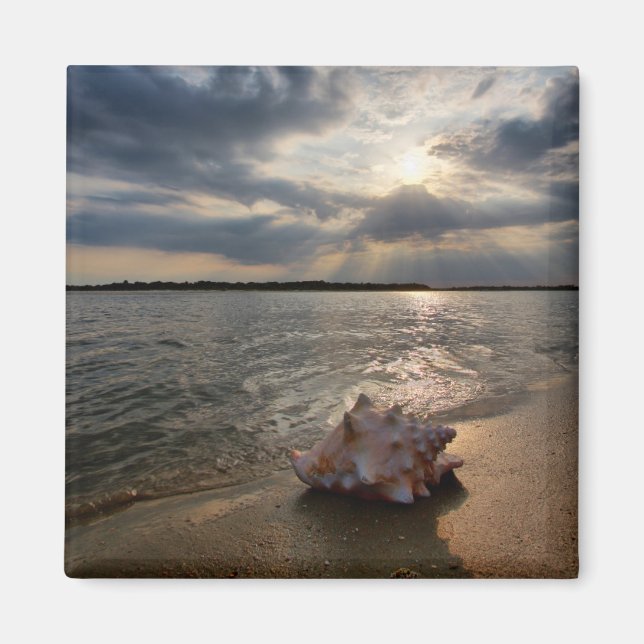 Imán Conch Shell En La Playa | St. Augustine, Fl (Frente)