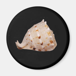 Imán Conch Shell Magnet