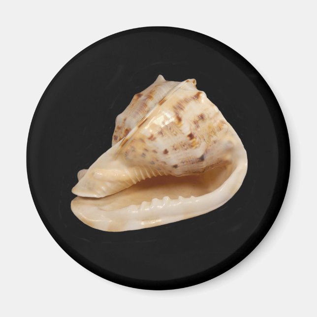 Imán Conch Shell Magnet (Frente)