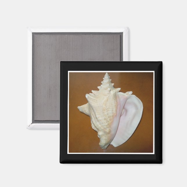 Imán Conch Shell Magnet (Anverso/Reverso)