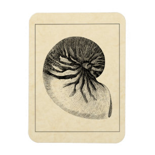 Imán Concha blanca y negra vintada